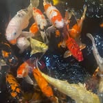 Caleb pham - @calebpham01 - Instagram