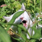 Caleb Prentice - @calebthewhitecatto - Instagram