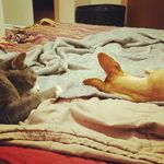 Caleb Quick - @quick_fuzzies - Instagram