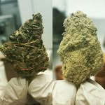 Caleb Rhodes - @calebrhodes420 - Instagram