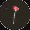 Caleb Roth - @calebxroth - TikTok
