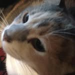 Caleb Shealy - @dauglybarnacle - Instagram