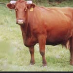 Caleb sheets - @bigbeefcattleman - Instagram