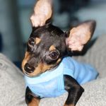 Caleb Silva - @pinscher0_caleb - Instagram