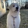 calebjsorrells2 - @calebjsorrells2 - TikTok