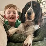 Caleb and Clover the Springer - @cay.and.clover - Instagram