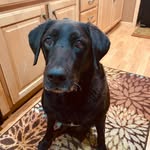 caleb stamm - @calebstamm4 - Instagram