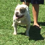 Caleb Stroud - @smb_bulliez_caleb_ - Instagram