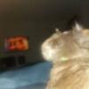 Caleb Su - @calebsu - TikTok