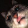Caleb_Swan - @caleb_swan - TikTok