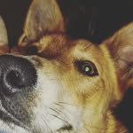 Caleb Swanson - @son_of_the_swan - Instagram