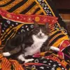 Caleb Sweet - @caleb.sweet - TikTok