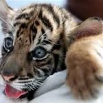 Caleb Swiger - @swigertiger02 - Instagram