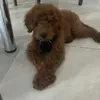 TkdskCaleb - @caleb.tann - TikTok