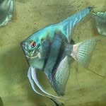 Caleb Tang - @fish_dventure - Instagram