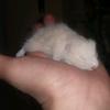 caleb._.tapia - @caleb._.tapia - TikTok