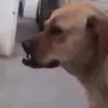 calebtejeda2 - @calebtejeda2 - TikTok