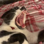 Caleb Thornton - @calebthornton99 - Instagram