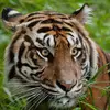 calebtiger8 - @calebtiger8 - TikTok