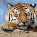 Kaleb Tiger - Facebook