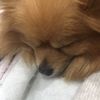 Caleb Tindall - @puppylover130809 - TikTok