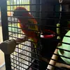 UrLocalRedneck - @caleb.trahan - TikTok