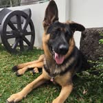 🐾 Caleb Von Trigger 🐾 - @mynameiscaleboo - Instagram