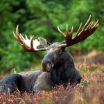 Caleb Vautier - @themainemoose_ttv - Instagram