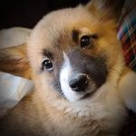 Caleb Montpetit-Waugh - @valkyriedelpotato - Instagram