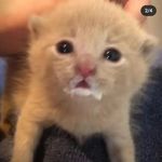 Caleb Whittaker - @pharaoh_0h - Instagram