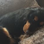 Cali Simpson - @cute_cali_dogs.xx - Instagram