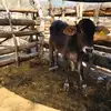 Calixto Ochoa - @calixtoochoa1 - TikTok