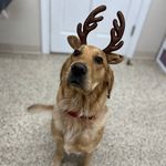 Calla Harris - @groomsbycalla - Instagram