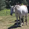 Calla Jones - @calla.jones0 - TikTok