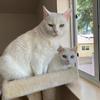 CallaTheWhiteCat - @callathewhitecat - TikTok
