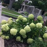 calla woodstock - @calla.woodcroftspam - Instagram