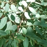 InnerWestBushCare - @callanparkbushcare - Instagram