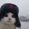 englishJeff7777- - @callancollins420 - TikTok