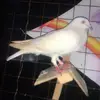 callangg - @callangrayco - TikTok