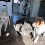 Call + Snowball + Nelson - @berkshiregoons - Instagram