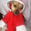 robert scallan - @robertscallan1 - TikTok