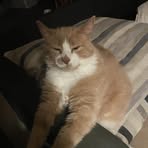 Cullan Wheeler - Facebook