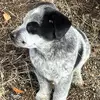Callie Thomas - @callie.thomas38 - TikTok