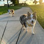 🐾 Callie & Benson 🐾 - @2aussholesdc - Instagram