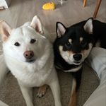 𝙲𝚊𝚕𝚕𝚒𝚎 & 𝙲𝚘𝚘𝚙𝚎𝚛 ✨ - @twofluffyshibas - Instagram