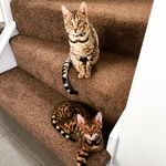 Callie & Cooper - @thetwoleopardbengals - Instagram