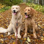 Callie and Cooper - @goldenretrievers.callie_cooper - Instagram