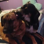 Callie And Cooper - @_cooper_and_callie_ - Instagram