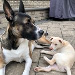 Cooper & Callie - @itscooperandcallie - Instagram