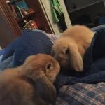 callie and hazel!! - @2cutebunniess - Instagram
